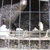 chickens in cage