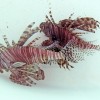 Figure 1.  The red lionfish (Pterois volitans) is spectacular looking but has rapidly invaded marine waters in the Caribbean, off the southeastern United States, and in the Gulf of Mexico. These specimens were collected near Fort Pierce, Florida.