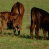Little bull with two calves in field, beef cows. UF/IFAS Photo: Thomas Wright