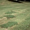 Figure 3. Old world diamond-flower patches in grass.
