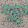 Figure 1. Prostrate spurge