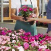 buying flowers