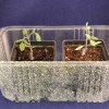 Figure 3.  Grafted plants inside salad container.