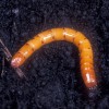 Figure 1.  Larva of Melanotus communis Gyllenhal.