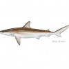 blacknose shark