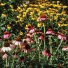 coneflowers