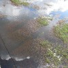Figure 1.  Rotala infesting a flood control canal in Naples, Florida  