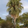 Figure 1. Chinese fan palm showing full round canopy of green leaves and retention of dead leaves below.