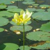 Figure 1. Flower and leaves of American lotus.