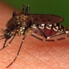 Figure 1. Bloodfeeding female Aedes taeniorhynchus. 