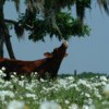A cow reaches for foliage in a pasture of poppies. UF/IFAS Photo: Eric Zamora