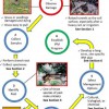 Figure 1.  Pest mole cricket management: observe damage, collect samples, identify specimens, establish a damage threshold, select management options, and develop a long-term IPM program.