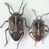 Figure 1.  Dorsal view of Bagrada hilaris; adult female (left), and adult male (right).