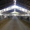 Figure 1. Dairy cows at the UF/IFAS Dairy Unit