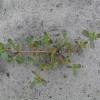 Figure 1.  Common purslane growth in a fallow field. Note fleshy stems and leaves with no hairs. Credit: Nathan Boyd