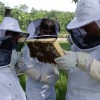 beekeepers