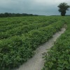 Peanut, row crops, palm tree, trees, Florida farm. UF/IFAS Photo: Josh Wickham.