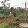 Figure 50. Vegetable & Dooryard Fruit Garden in Palm Beach County