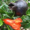Figure 2.  Orange flowers and purple fruits often occur on Purple Sunset pomegranate at the same time, producing a colorful display.