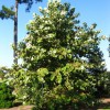 Figure 1. Mexican Sycamore (Platanus mexicana) Credit: Gary Knox