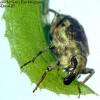 Figure 1. Adult of the hydrilla stem weevil, Bagous hydrillae. Credit: Gary Buckingham, USDA-ARS