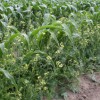 Figure 1.  Wild radish interference in sweet corn Credit: P. J. Dittmar