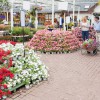 bedding plants for sale