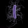 Based on photomicrographic data, this illustration depicts the ultrastructural morphology exhibited by a single Gram-positive Clostridium difficile bacillus.