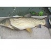 Figure 7. Adult grass carp, Ctenopharyngodon idella Val.