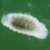Figure 3. Second or third instar larva of Trichopria columbiana (Ashmead).  Credit: Byron Coon, Argosy University