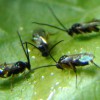 Figure 1. A group of adult Cotesia congregata (Say) wasps feeding on honey solution placed on the underside of a tomato leaf. Credit: Justin Bredlau, Virginia Commonwealth University