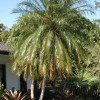 Figure 1. Pygmy date palm