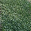 A row of rye grass in a field of crops in North Florida. UF/IFAS Photo: Josh Wickham.