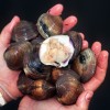 handful of clams