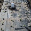 Figure 6. Soil moisture sensors installed under plastic mulch in both inner and outer plant rows.