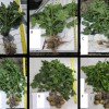 Figure 1. Whole plant samples of FL 1867 during the 2012 growing season at 41 DAP (A), 48 DAP (B), 54 DAP (C), 61 DAP (D), 75 DAP (E), and 90 DAP (F).