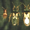 Figure 1. Southern chinch bug, Blissus insularis Barber. From left to right: nymph, short-wing, and long-wing adults
