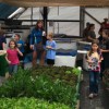 Figure 1. Aquaponic media filled bench bed (left) floating raft system (right) and recirculating tanks and filters (top) at Green Acre Aquaponics, Brooksville, FL.