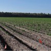 Figure 1. Overview of a commercial evaluation site of ‘Elkton’ and ‘Atlantic’ at a grower’s field in Hastings, Florida during spring, 2011. The flagged potato rows were planted with ‘Elkton’; the other rows were planted with 'Atlantic.'