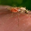 Figure 1.  Female Anopheles gambiae Giles taking a blood meal.