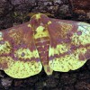 Figure 1. Imperial moth, Eacles imperialis (Drury). 