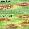 Figure 1. Brown and orange rust pustules (100×). Note the differences in color of spores.