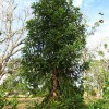 Figure 1. Paraná pine has a narrow, pyramidal form when young.