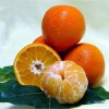 Credit: Sugar Belle citrus cultivar. Mix of sweet Clementine and Minneola varieties. UF cultivars, oranges, citrus. UF/IFAS File Photo. 07595S