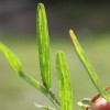 Figure 1.  Mosaic symptoms on leaf blades of St. Augustinegrass infected with Sugarcane Mosaic Virus 