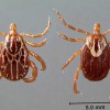 Figure 1. Adult male (left) and female (right) Gulf Coast ticks, Amblyomma maculatum Koch.