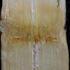 Figure 1. Reddish discoloration of vascular bundles at the sugarcane node due to the causal agent of ratoon stunting.