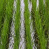 Figure 2. Flooded rice field in the EAA.