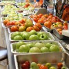 Figure 1. Tomatoes of different varieties at different maturity stages are cued for testing for their resistance to Salmonella