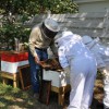 Figure 1. Backyard beekeeping set-up using hives with movable frames. Beekeeper has not exceeded the number of hives on this parcel. Hives are facing the fence, which acts as a flyway barrier.